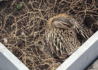 Broedende eend op ons terras
